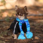 The Dog Face Chihuahua Black Windbreaker
