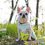 chihuahua-reflective-harness-and-leash