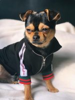 gg-black-chihuahua-sweatshirt