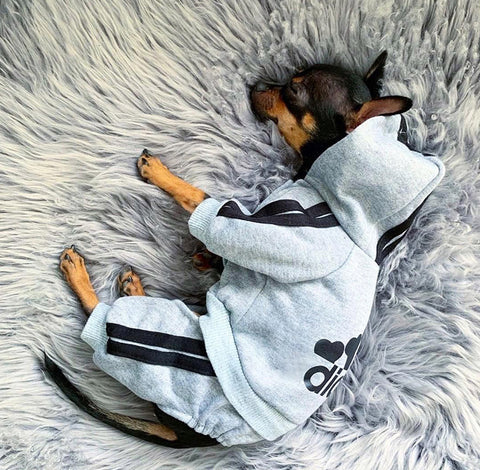 Premium Grey Chihuahua hoodie