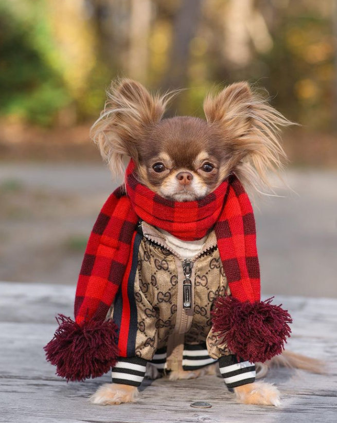 https://chihuahuas.shop/wp-content/uploads/2023/06/GG.png