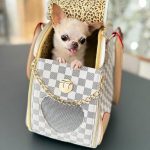 Chihuahua Carriers
