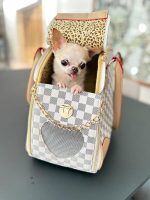 chihuahua accessories