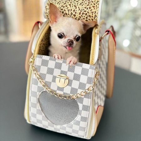 chihuahua accessories