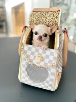 chihuahuas-luxury-transporter