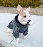 Reflective Chihuahua Jacket