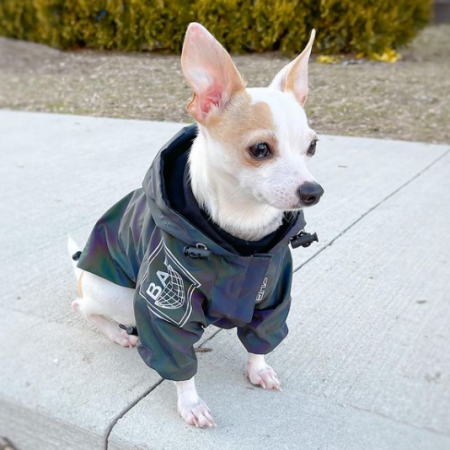 Reflective Chihuahua Jacket