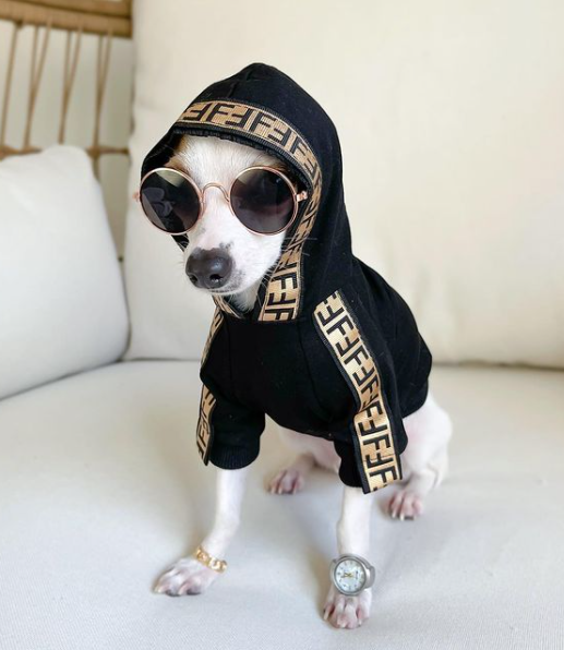 hoodies for chihuahuas