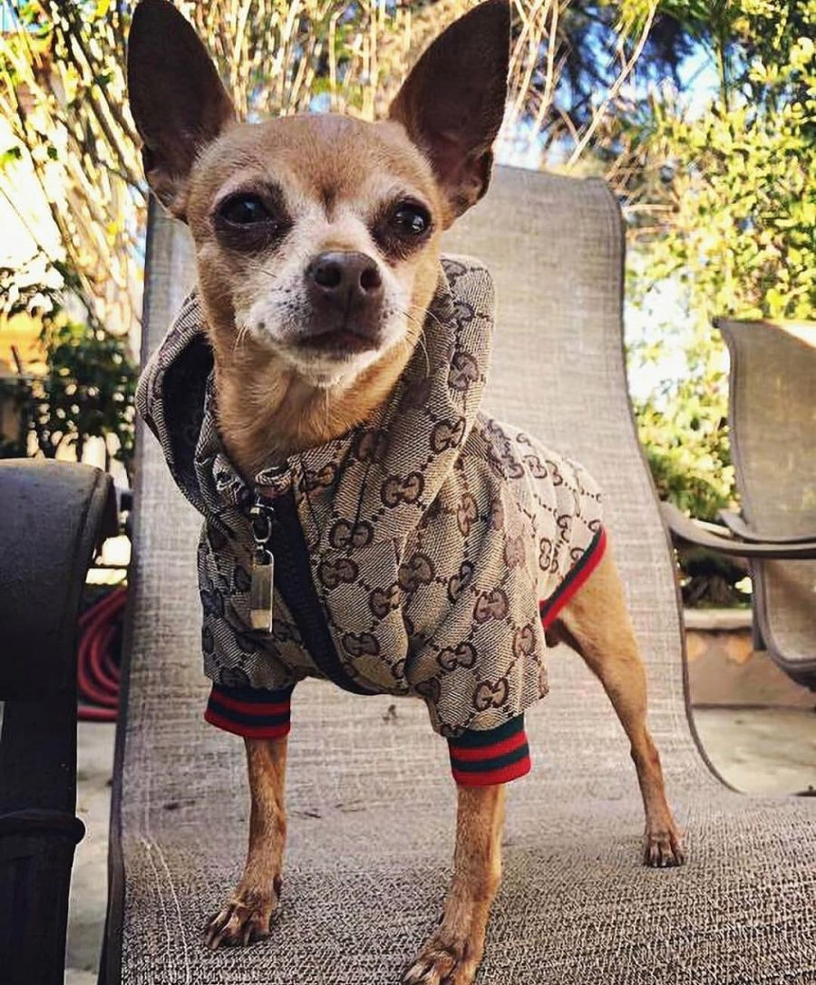 Luxury GG Hooded Chihuahua Jacket