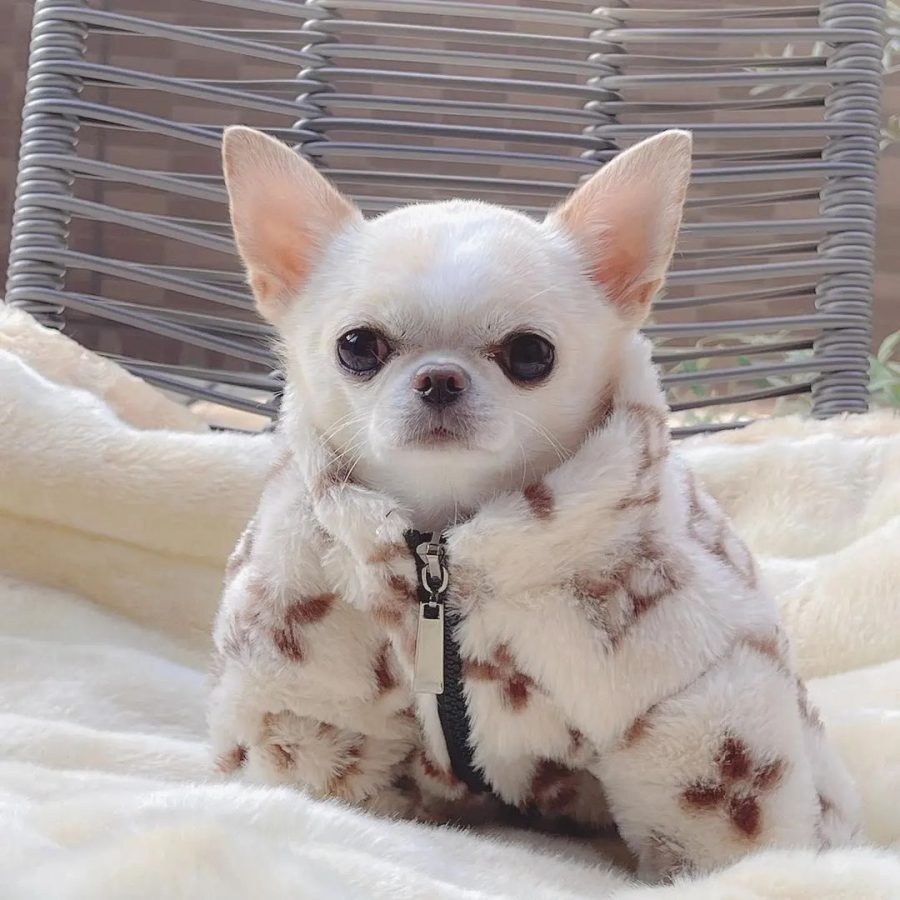 Luxury Fur Fido Chihuahua Coat