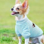 chihuahua-casual-sweater