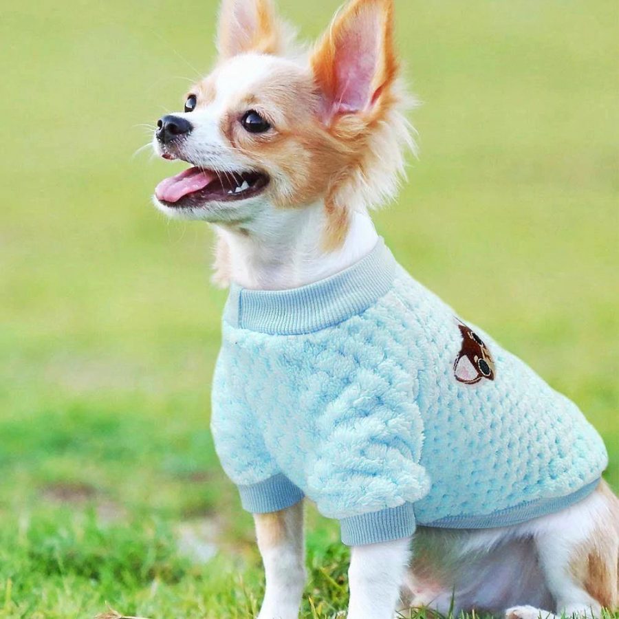 chihuahua-casual-sweater