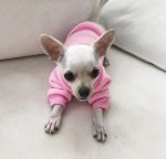 chihuahua-everyday-hoodie