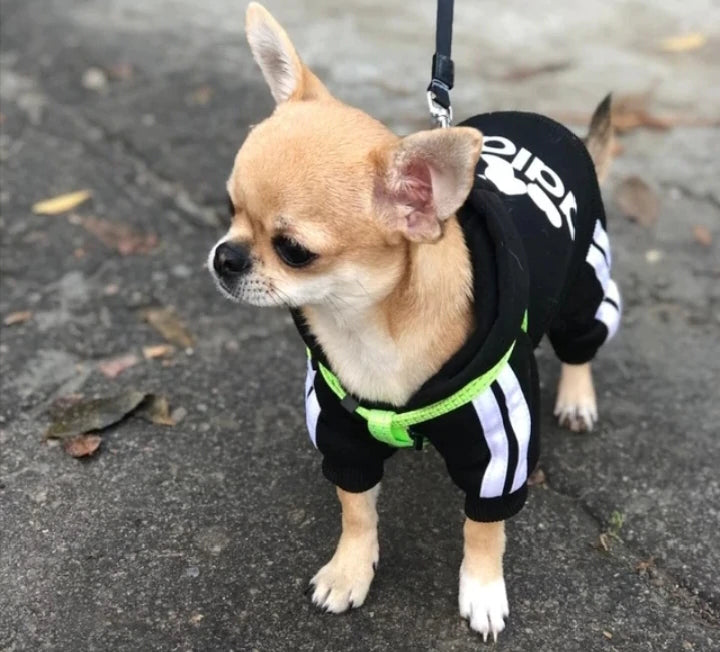 chihuahua hoodies