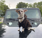 Furendi Monogram Warm Chihuahua Jacket With Hood