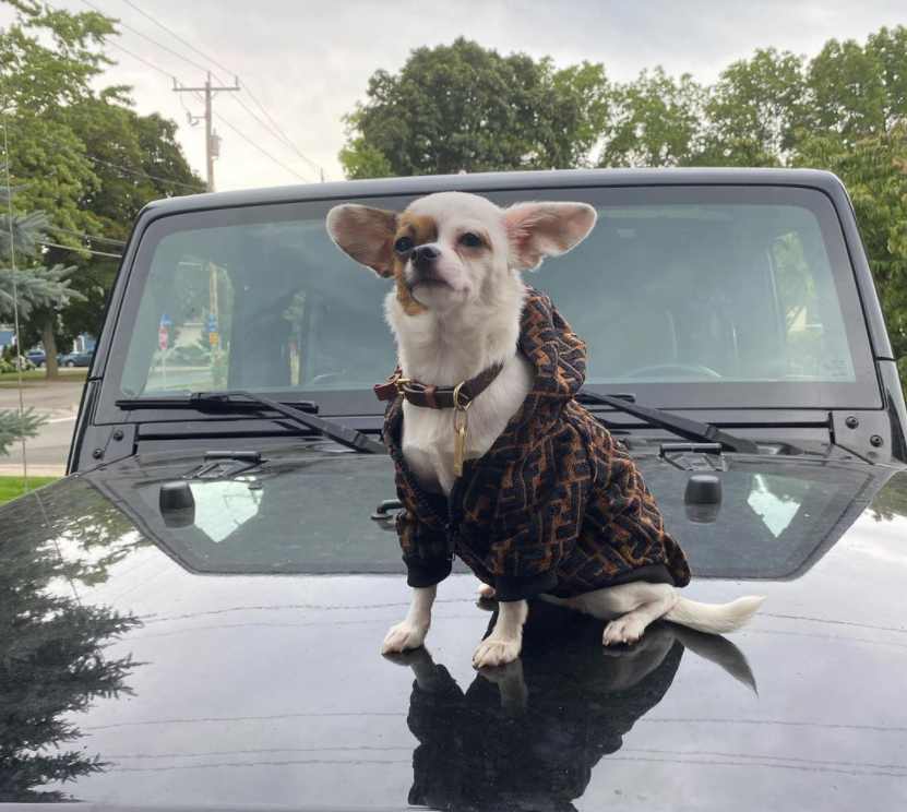 https://chihuahuas.shop/wp-content/uploads/2023/06/dogg.png