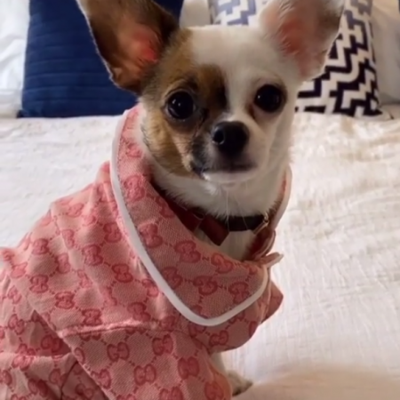 dolce-doggo-pink-dog-shirt-with-hat-set