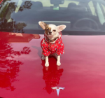 Red Chihuahua Rain Jacket