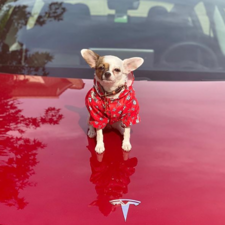 Red Chihuahua Rain Jacket