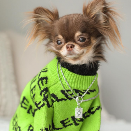 Balenca Green Chihuahua Sweater