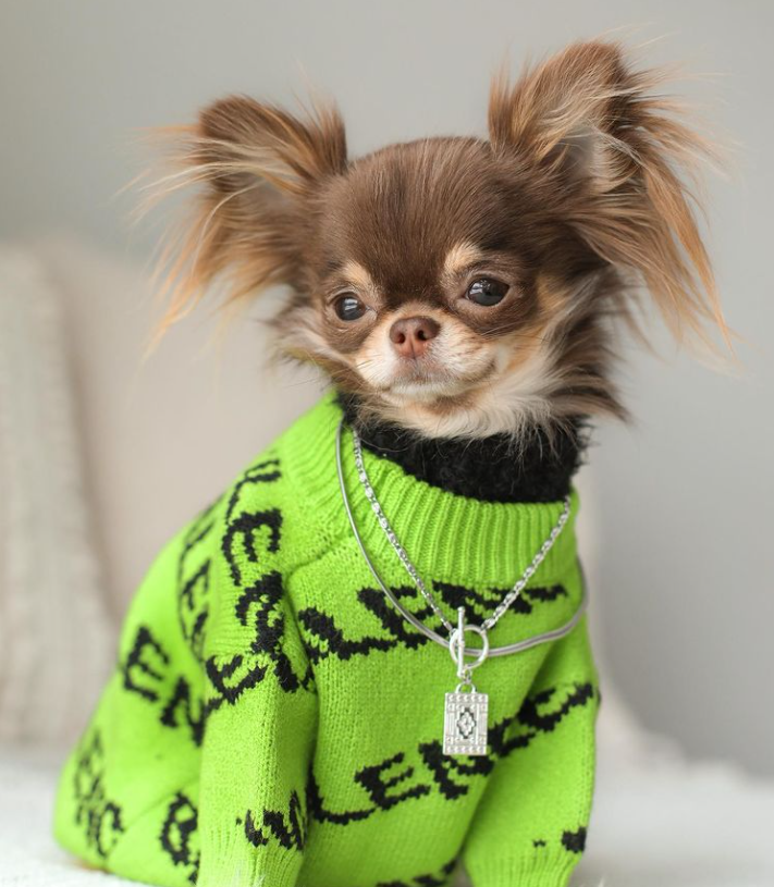 Balenca Green Chihuahua Sweater
