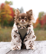 beige-chihuahua-winter-coat