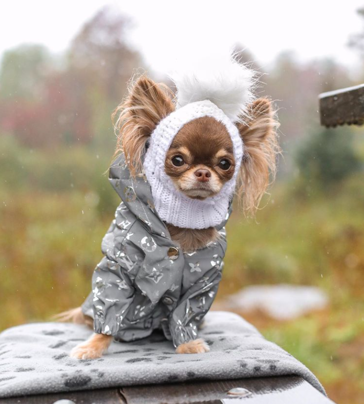 Luxury Paws Designer Chihuahua Rain Jacket