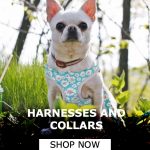 Chihuahua Harness & Collars