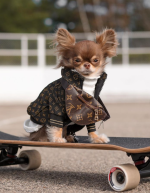 ChicCoat Chihuahua Jacket