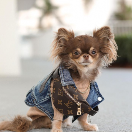 LV Designer Chihuahua Bag