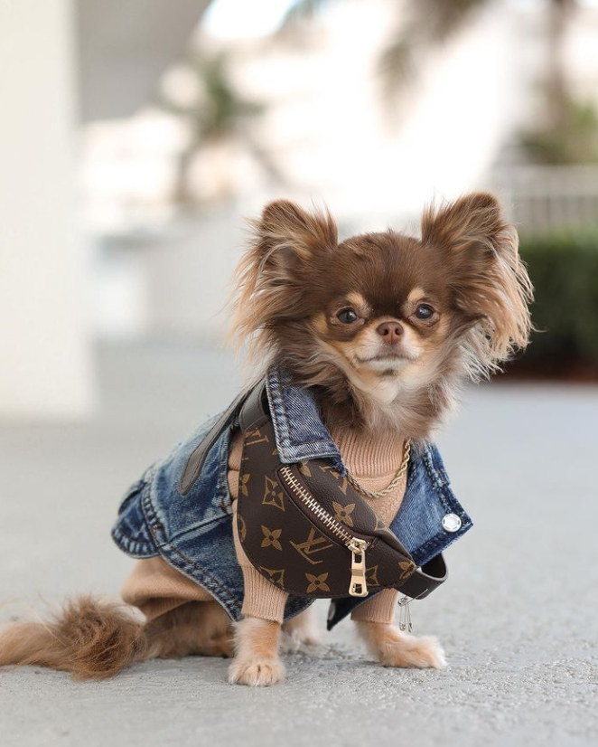 LV Designer Chihuahua Bag