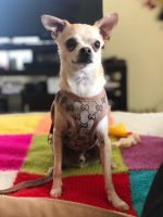 Pawcci Designer Chihuahua Harness With Leash Set