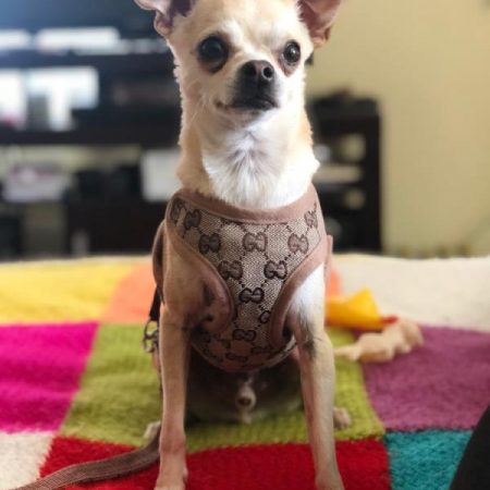 Pawcci Designer Chihuahua Harness With Leash Set