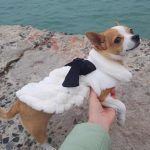 luxury-chihuahua-winter-coat