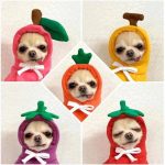 chihuahua-halloween-costume