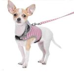 chihuahua-hooded-harness