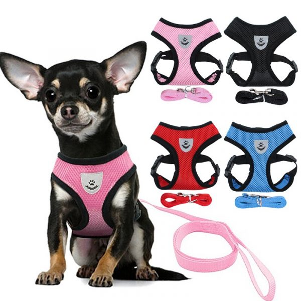 Chihuahuas Shop Chihuahuas Harnesses, Clothes, Accessories..