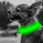 chihuahua-led-collar