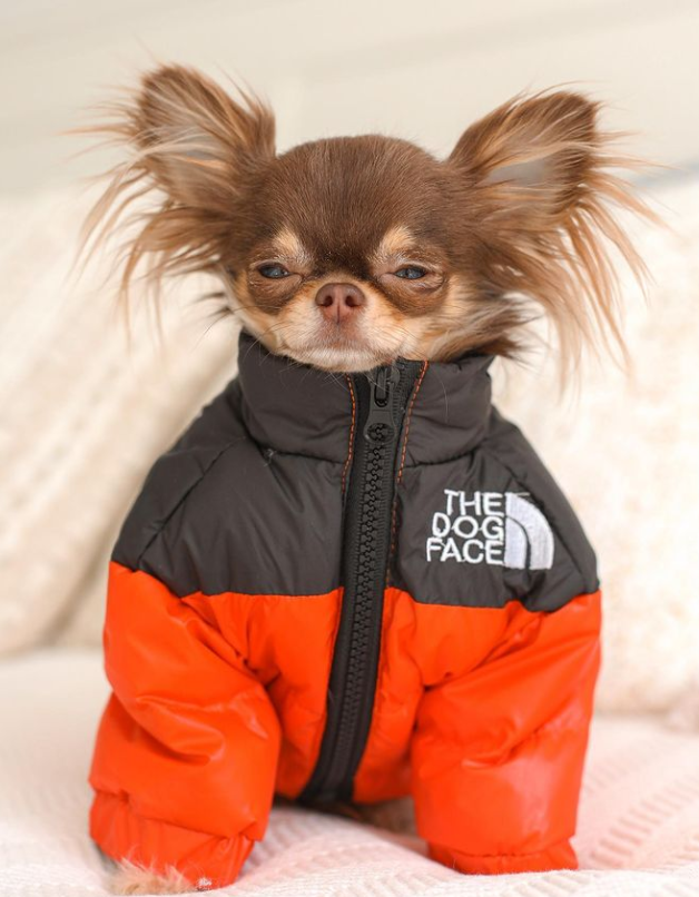 Winter TDF Chihuahua Jacket - Orange