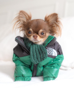 Winter TDF Chihuahua Jacket - green