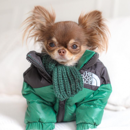 Winter TDF Chihuahua Jacket - green