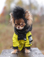 The Dog Face Designer Chi Jacket - Yellow