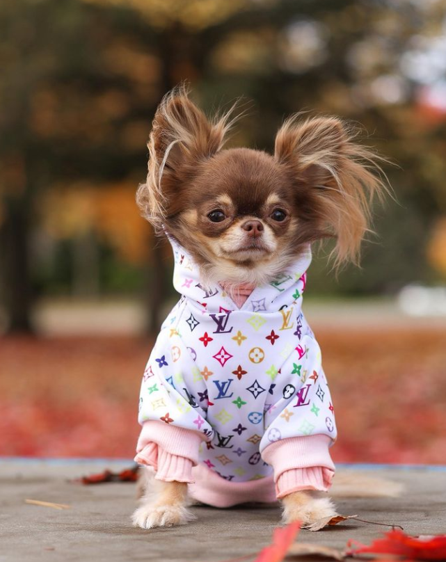ChicCanine Designer Cozy Chihuahua Hoodie
