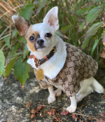 Cozy GG Chihuahua jacket