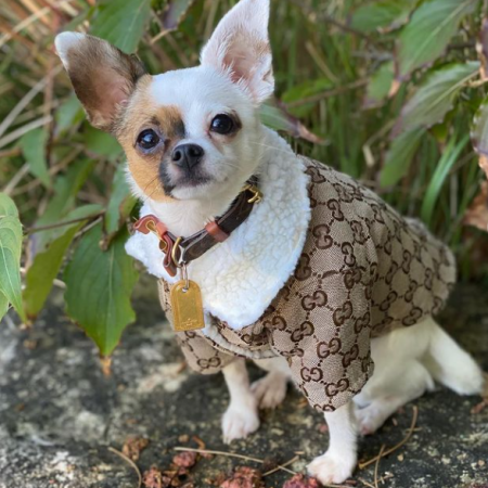 Cozy GG Chihuahua jacket
