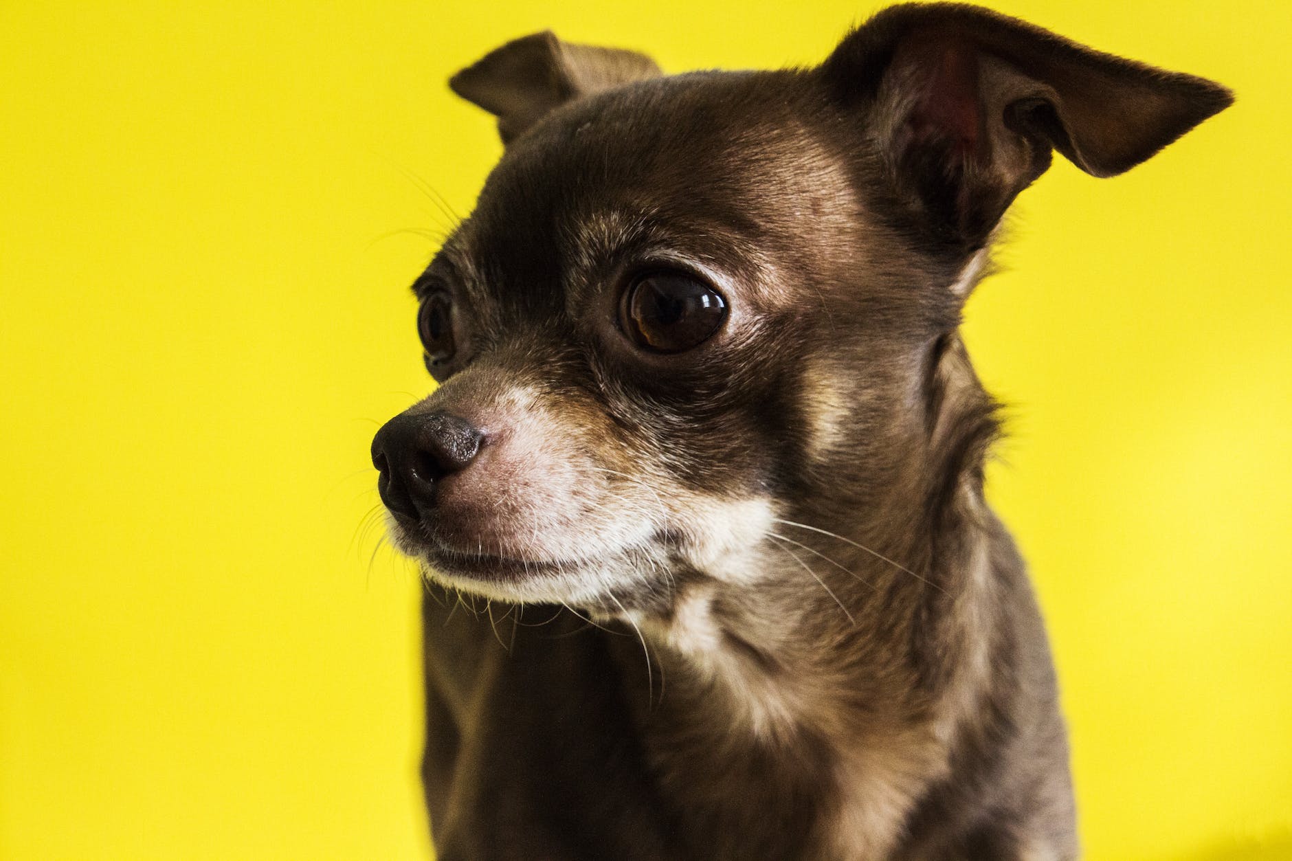 A charming Chihuahua sitting on a plush blanket, radiating warmth and affection.