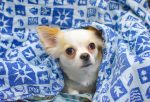 Learn essential Chihuahua grooming practices to keep your tiny companion clean and healthy. From bathing to dental care, we cover it all. Groom your Chihuahua like a pro!