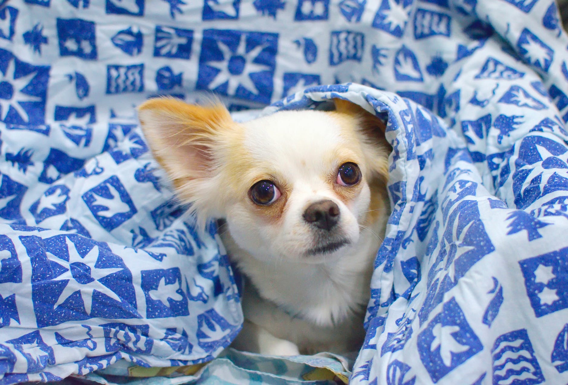 Learn essential Chihuahua grooming practices to keep your tiny companion clean and healthy. From bathing to dental care, we cover it all. Groom your Chihuahua like a pro!