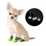 chihuahua-pawsguard-outdoor-rain-boots