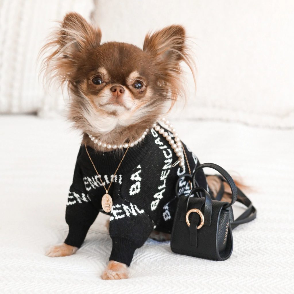 9 Luxury Picks Of Chihuahua Winter Clothes - Chihuahuas Shop